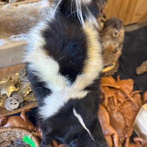 Big skunk mounts quality