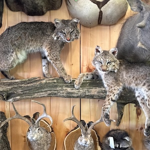 Beautiful   Double bobcat mount