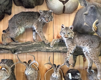 Rustic Bobcat Vintage Taxidermy,bobcat Mount, Taxidermy Animal,wild Cat, Hunting ...