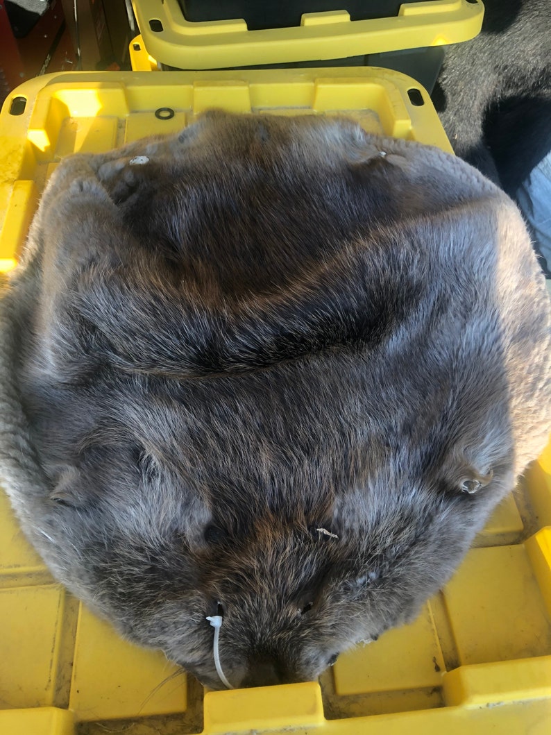 Beaver Hides Quality Tanned Etsy