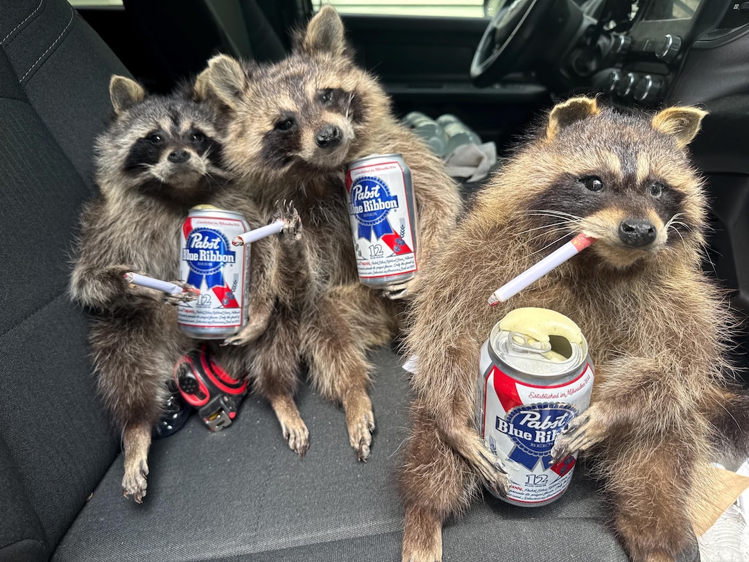 Brand New Smoking/drinking Raccoon Full Body Raccoon - Etsy