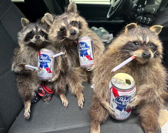 May include: Four raccoons are seated in a vehicle. Each raccoon holds a can of Pabst Blue Ribbon beer and a lit cigarette. The cans are blue, red, and white. The raccoons have brown and gray fur.