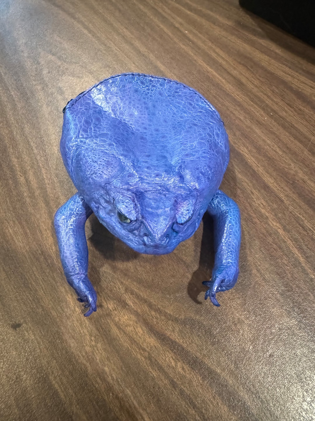 Cane Toad Coin Purse in Color Blue - Etsy