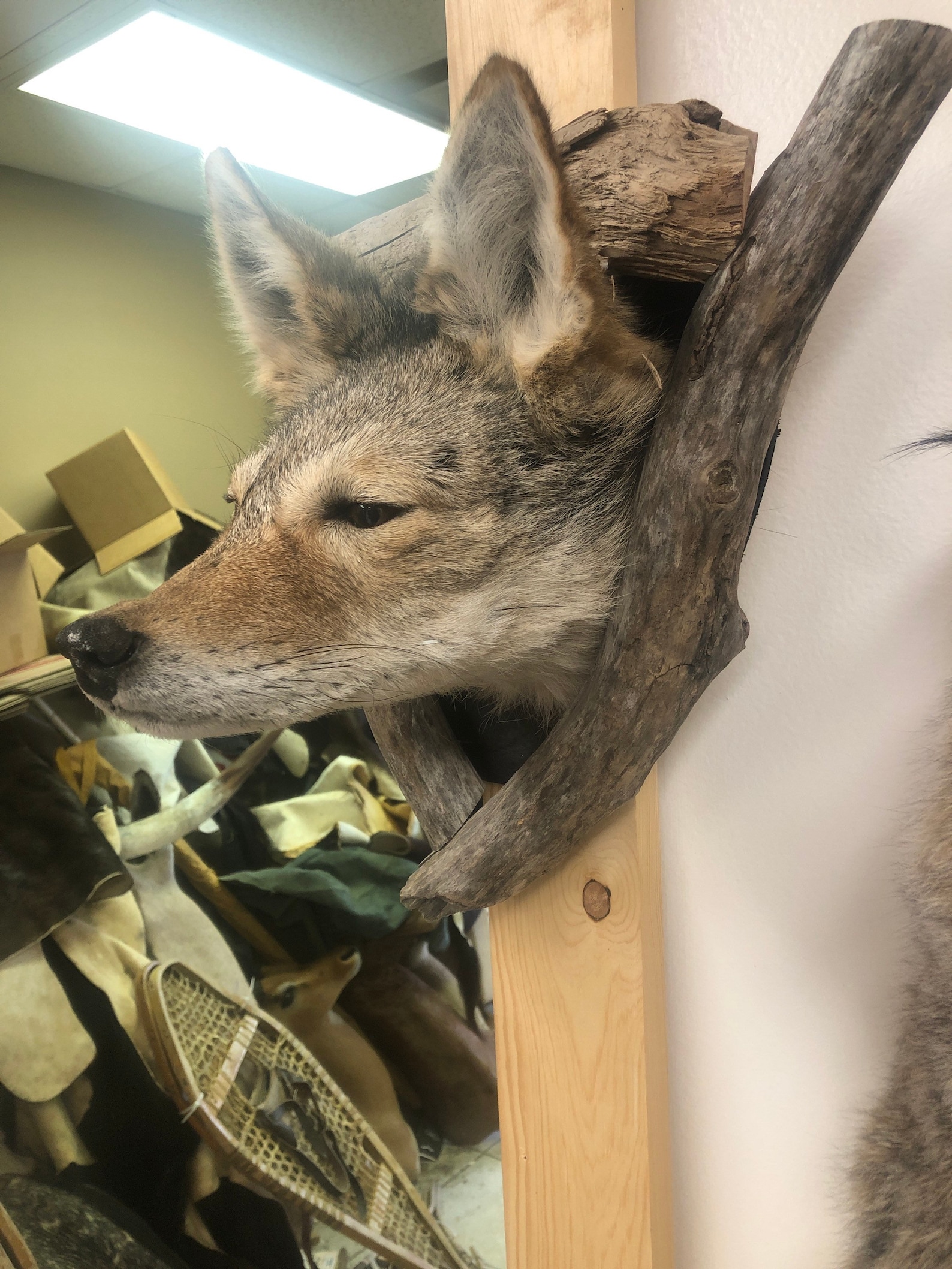 Beautiful coyote head mount coming out of a log Etsy