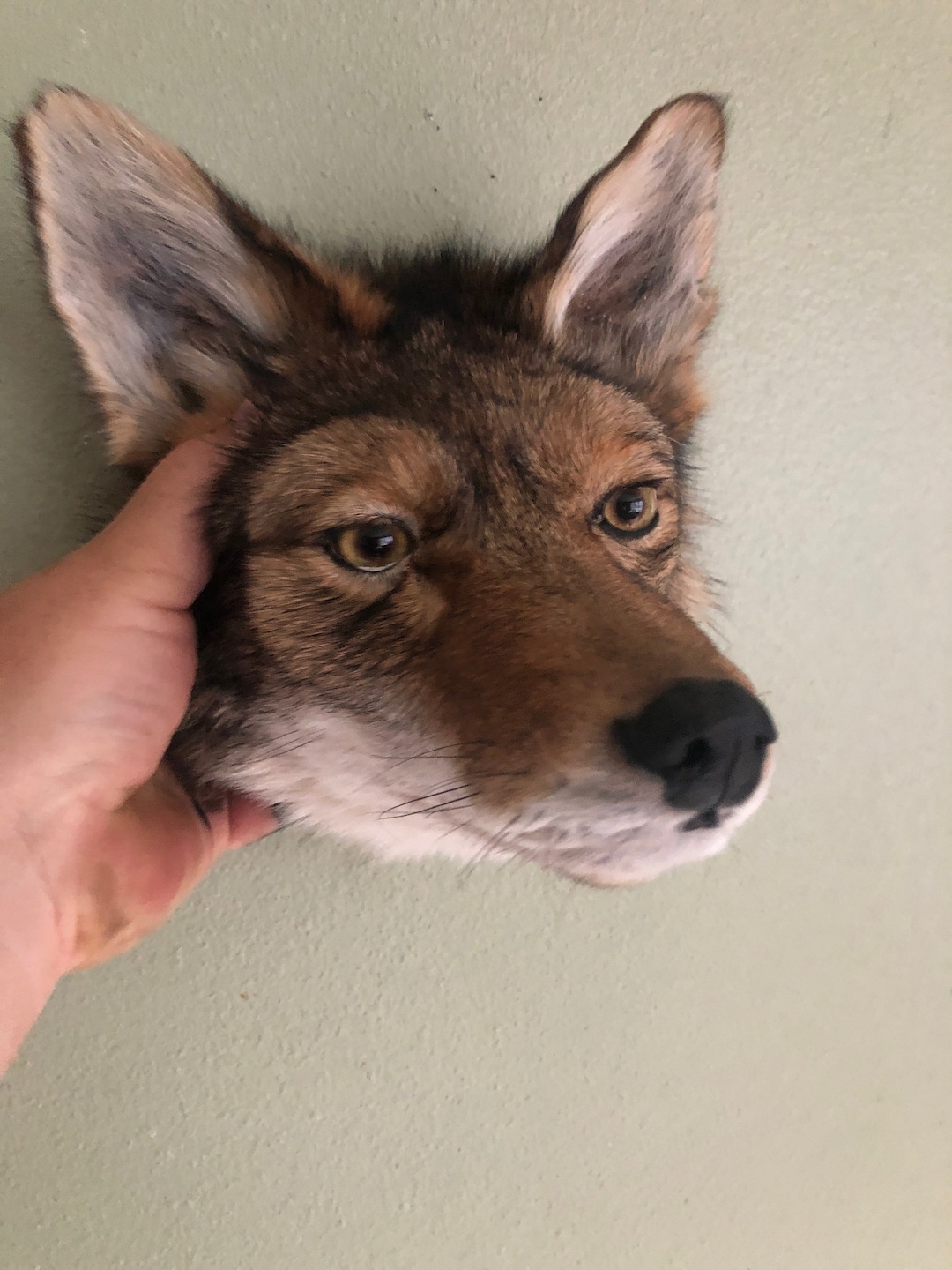 Beautiful Coyote Head Mount Brand New I Have a Few so I Will Send the