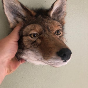 Beautiful coyote head mount brand new I have a few so I will send the best one I have