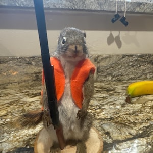 Brand new hunting  pine squirrel