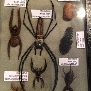 Very cool insect collection