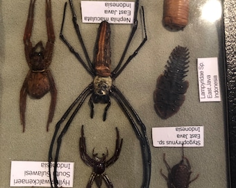 Very cool insect collection