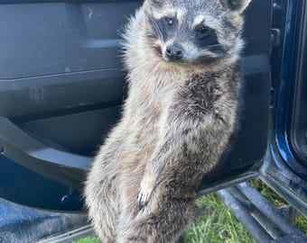May include: A raccoon with gray and brown fur is standing upright inside a vehicle's open door. The raccoon has a black mask around its eyes and a bushy tail. The vehicle door is dark blue, and the background shows green grass.