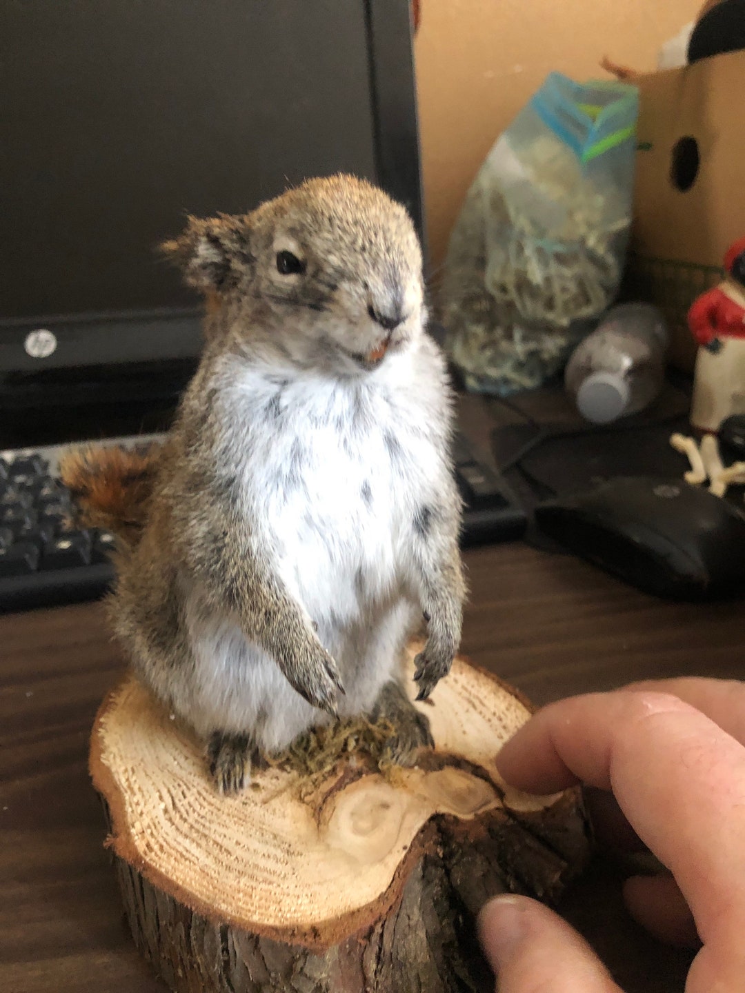 Pine Squirrels Mount Brand New Etsy