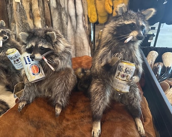 May include: Taxidermied raccoons holding beer cans and cigarettes. One raccoon holds a Modelo Especial can, another holds a Miller Lite can. The raccoons are positioned on a brown surface, with fur pelts in the background.