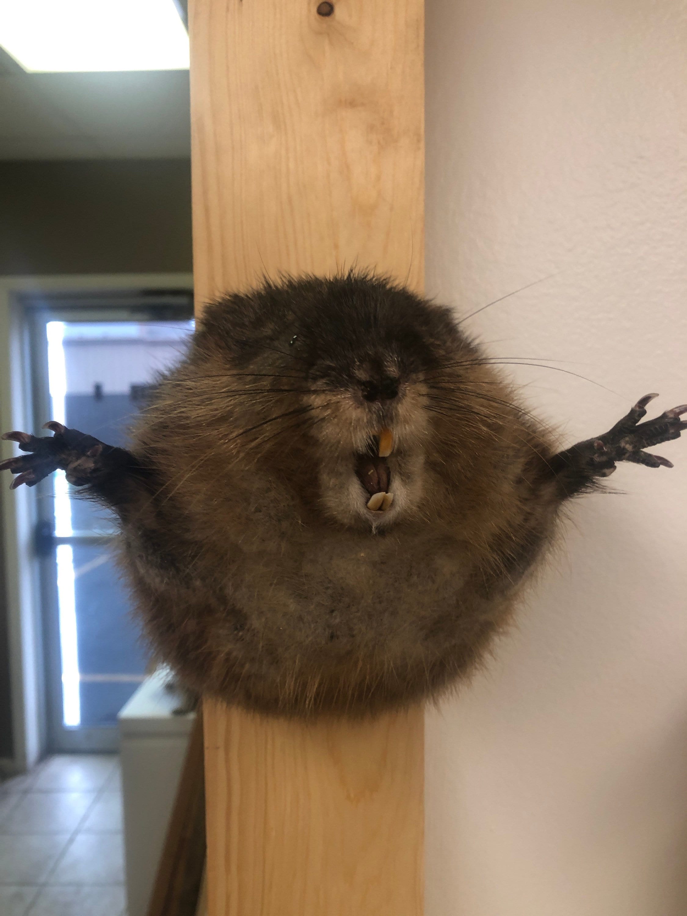 Screaming muskrat | Etsy