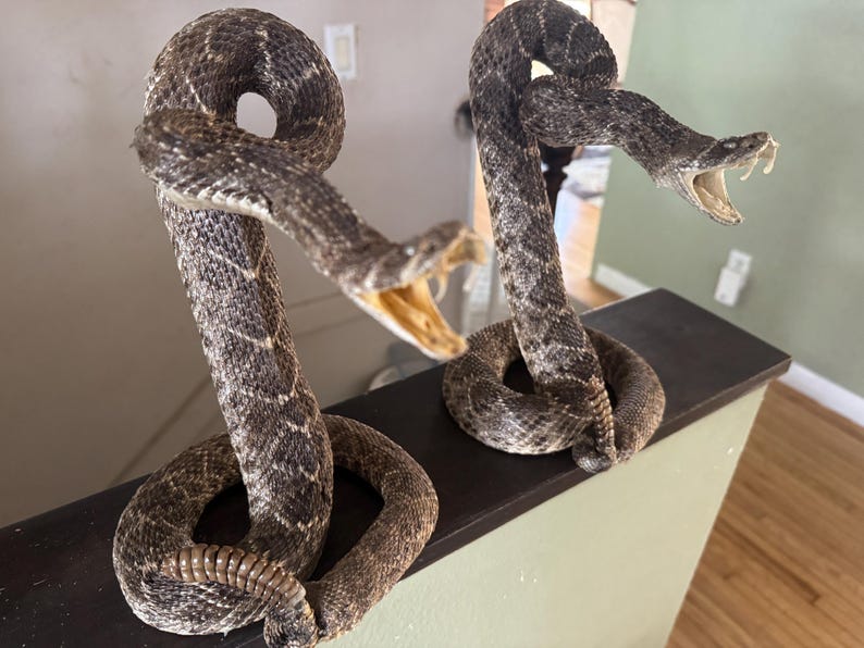 Two Step Rattlesnake Rattlesnake Mount - Etsy