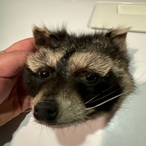 Beautiful raccoon head mount