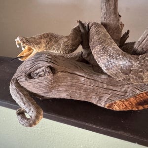 Rattlesnake mount