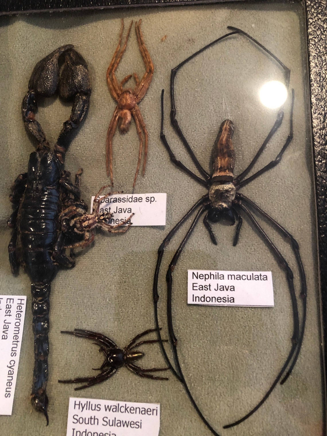 Very Cool Insect Collection and Scorpion - Etsy