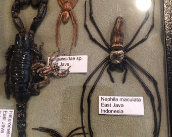 Very cool insect collection and scorpion
