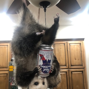 Hanging  possum drinking