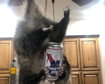 May include: An opossum hangs upside down, holding a can of Pabst Blue Ribbon beer. The opossum is gray and white, with a long tail and a pink nose. The beer can is silver and blue, with the Pabst Blue Ribbon logo.