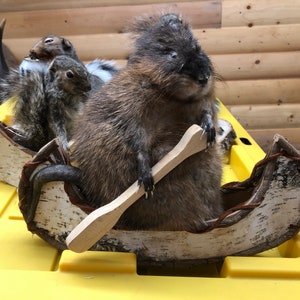 Canoeing muskrat