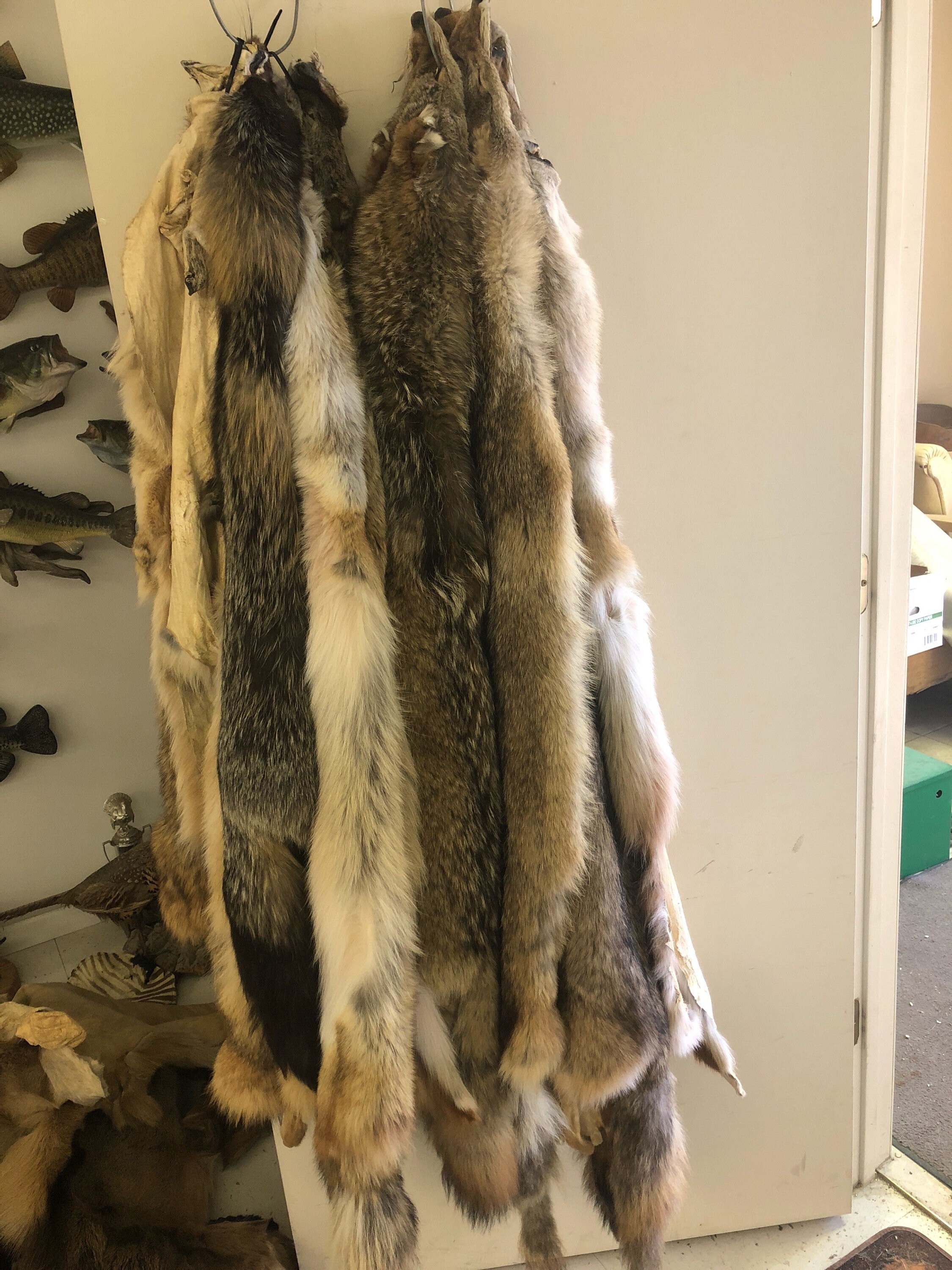 Coyote hide | Etsy
