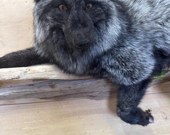 May include: A taxidermied fox with black fur on its ears, nose, and paws, and silver-gray fur covering the rest of its body. The fox has brown eyes and is lying on a wooden surface. The fox is a decorative item.