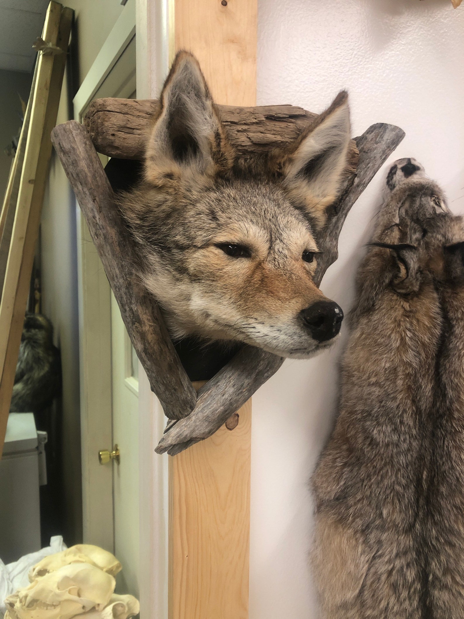 Beautiful coyote head mount coming out of a log Etsy