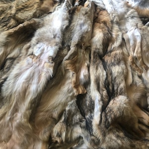 Coyotes tanned