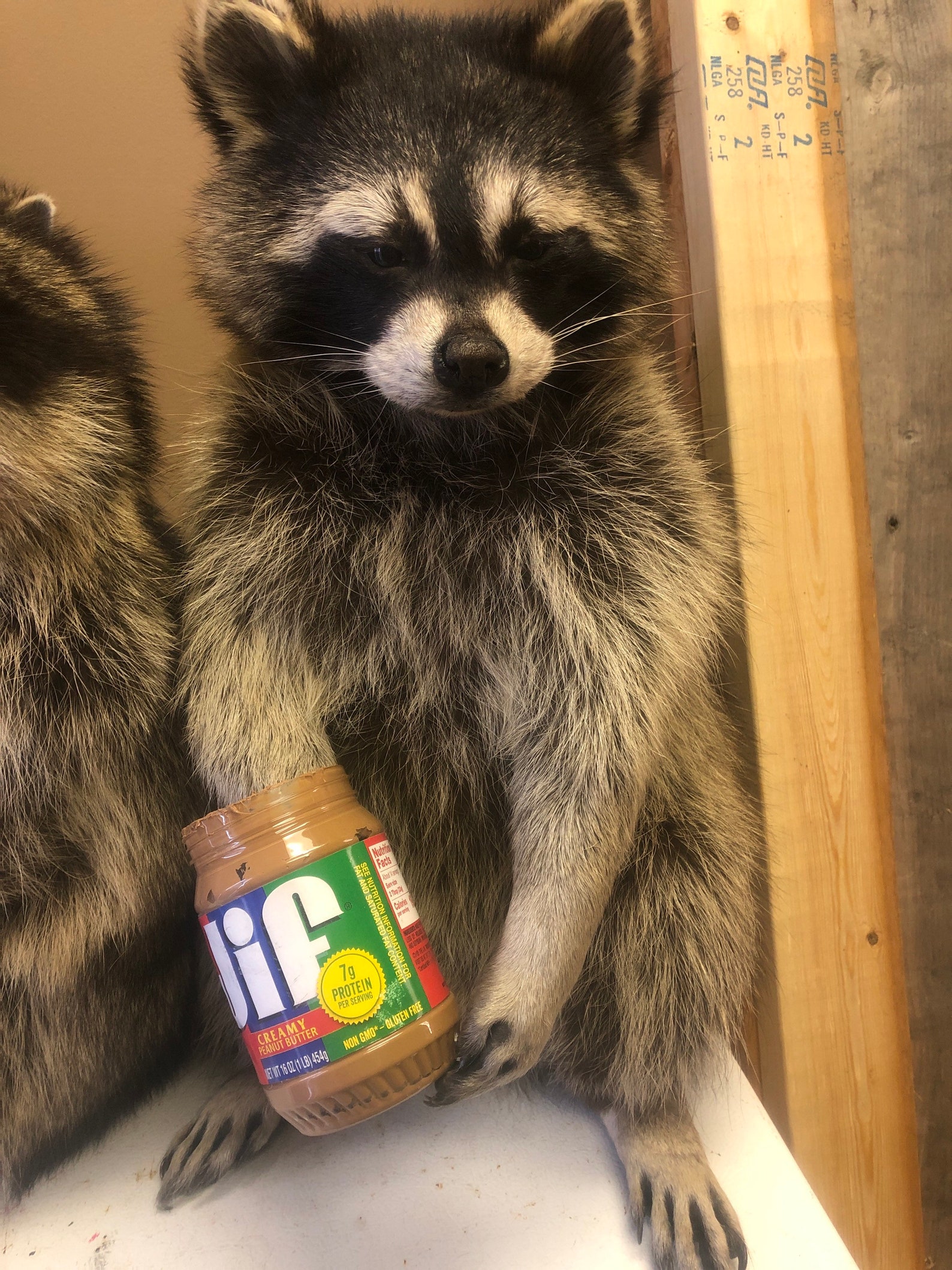 Peanut Butter Eating Raccoon Big - Etsy