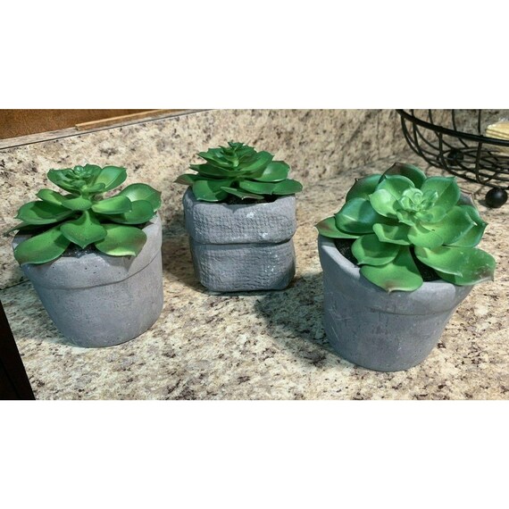 crassula ovata jade plant Botany Bay Jade Plant main image 0