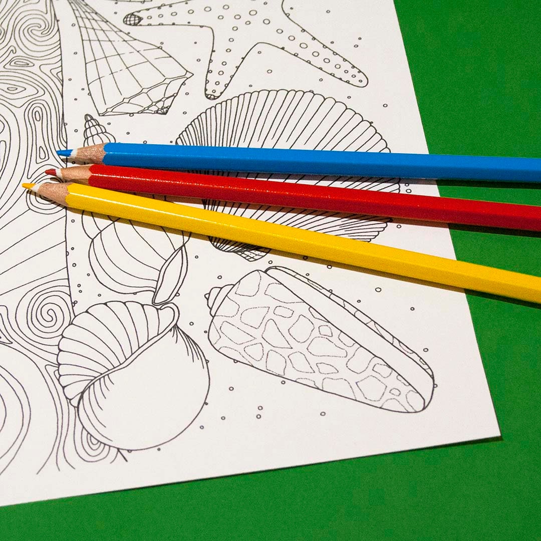 Seashell Coloring, Printable Coloring, JPG/PDF - Seashells on the Shore - Etsy