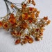 see more listings in the Gypsophila section