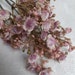 see more listings in the Gypsophila section