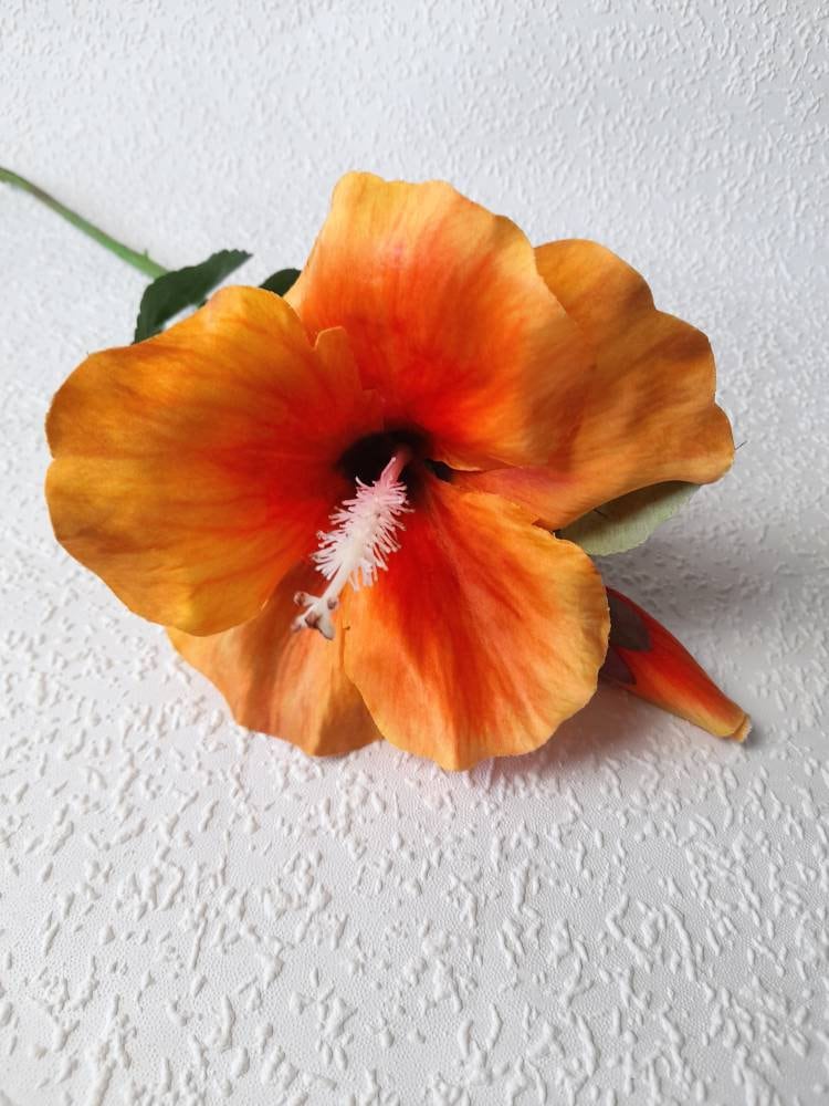 Peach hibiscus deals