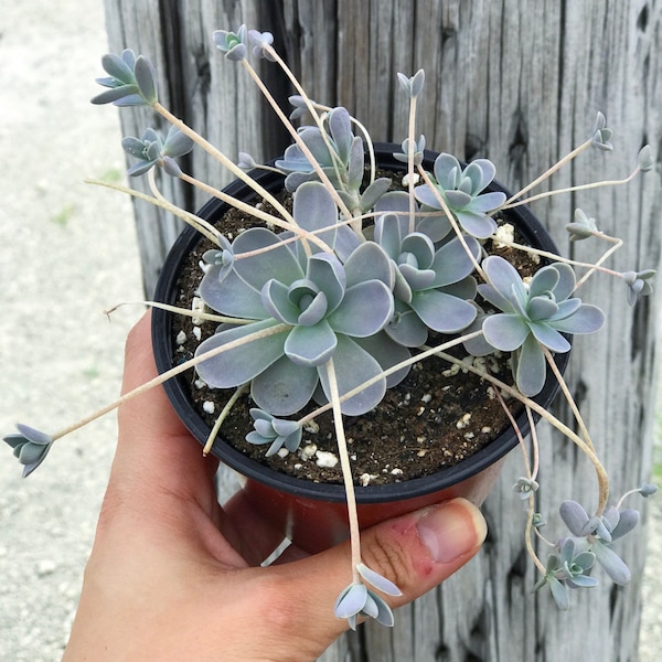 Chinese Dunce Caps | Rare Succulent