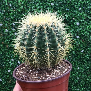Golden Barrel Cactus | Potted Cactus