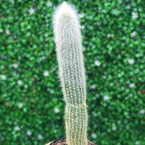Silver Torch Cactus | Cleistocactus Strausii