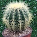 see more listings in the Cacti section