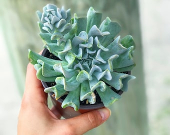 Echeveria Runyonii | Topsy Turvy l Succulent