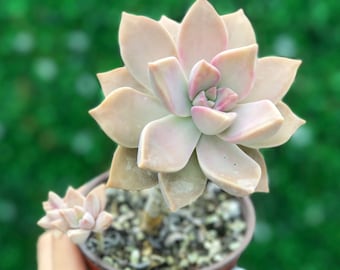 Blush Ghost Plant l Succulent