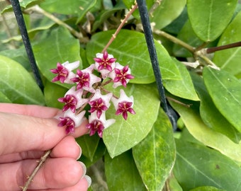 Hoya Patricia | Rare Hybrid Hoya Plant