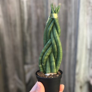 Sansevieria Cylindrica Succulent image 4