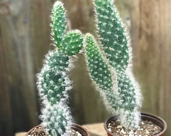 Snow Opuntia Cactus | Opuntia Erinacea Ursine