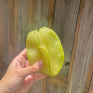 Fresh Miami Starfruit Fwang Tung Carambola Rare Tropical Fruit Organic