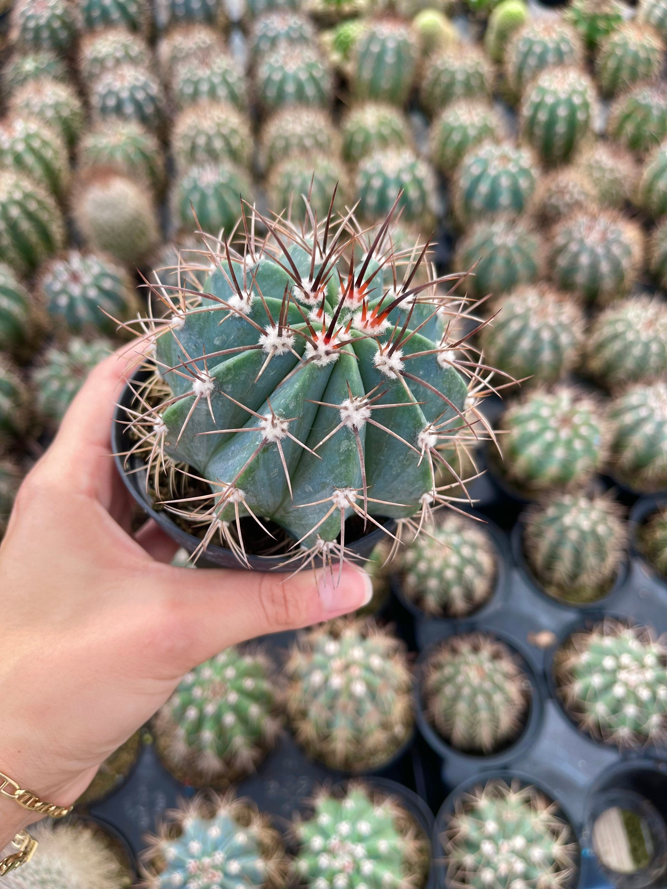 Melocactus Azureus Cactus | Turk's Cap Cactus - Etsy