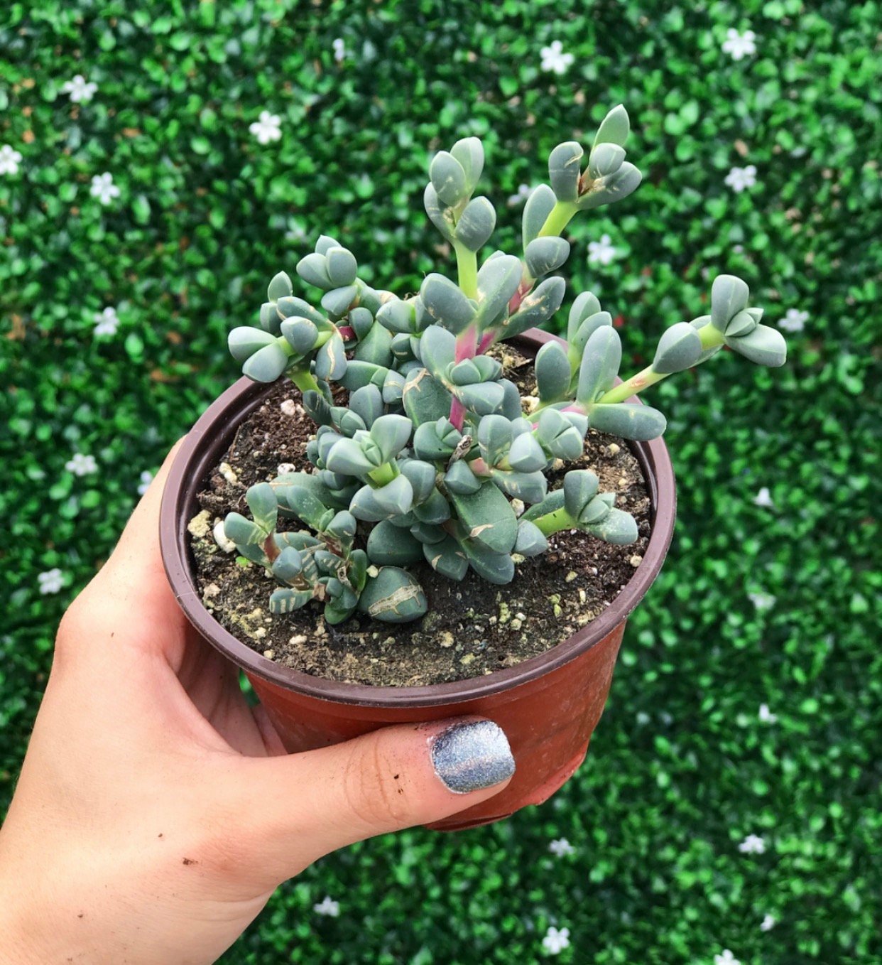 Ice Plant | Corpuscularia Lehmannii l Succulent