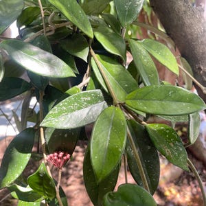 Hoya Carnosa Splash | Live Hoya Plant