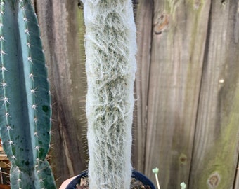 Old Man Cactus | Cephalocereus Senilis