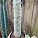 see more listings in the Cacti section